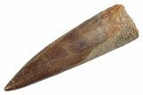 Fossil Plesiosaur (Zarafasaura) Tooth - Morocco #370237-1